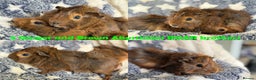 Guinea Pig rodents for sale: BOAR and SOW Abyssinian and Rex baby Guinea Pigs - Advert 3