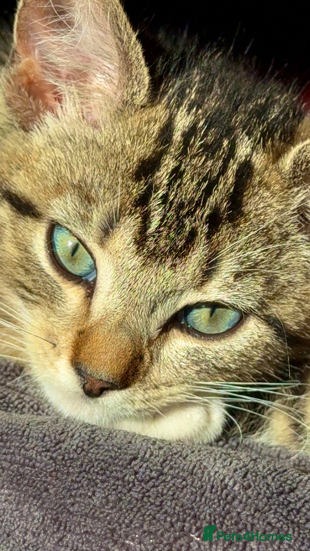Mixed Breed cats for sale: Playful kittens - Image 6