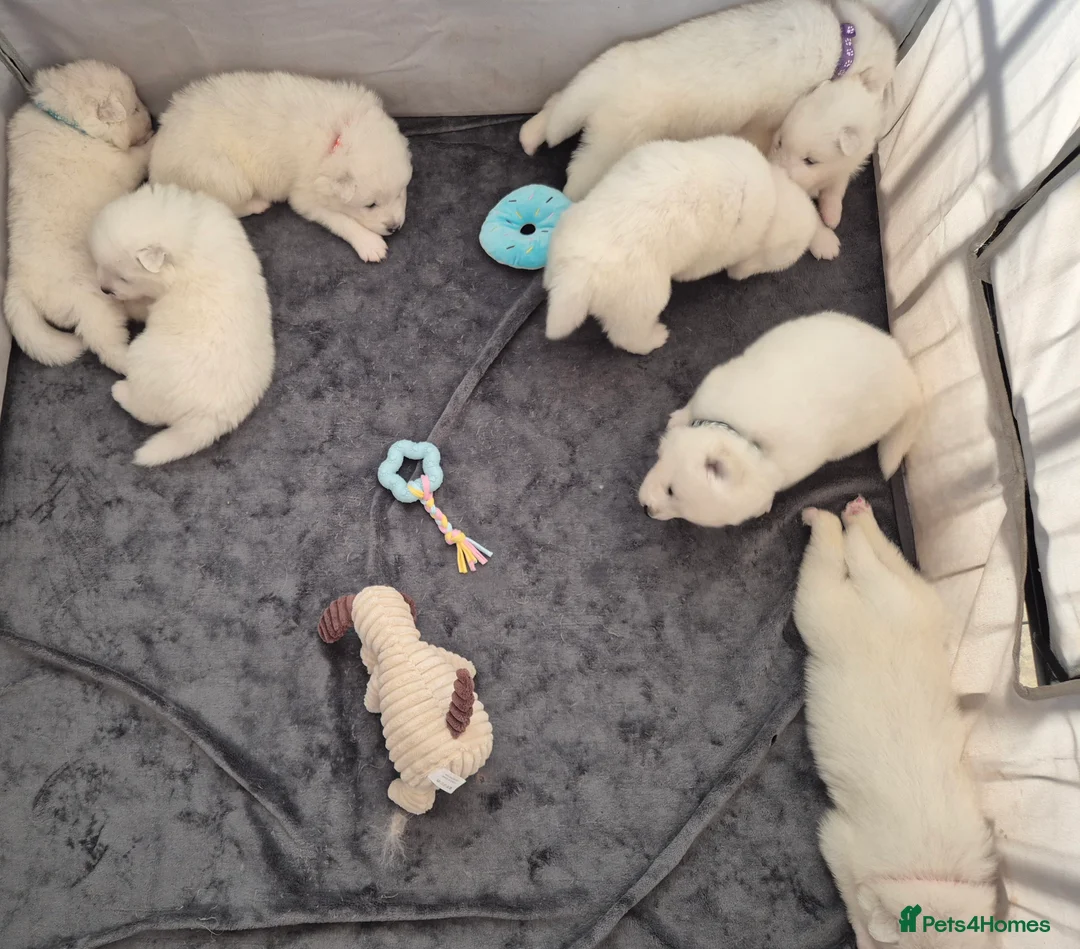 Samoyed dogs for sale: Samoyed Puppies, KC Registered & Health Screened in Barnsley - Advert 11