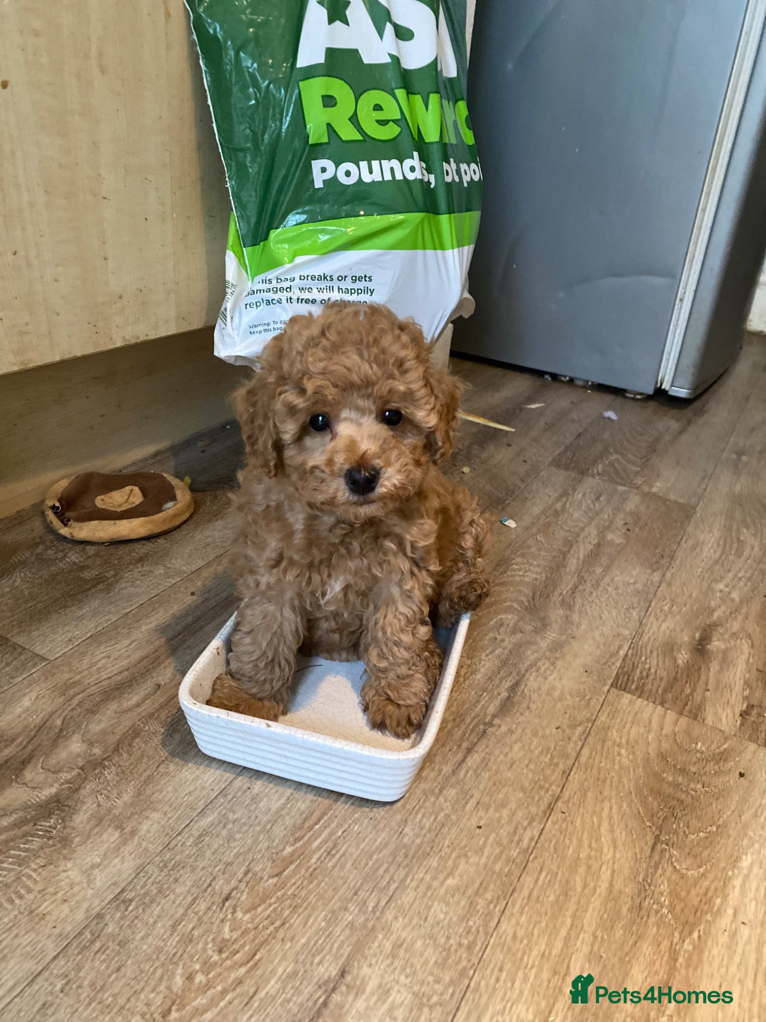 Toy Poodle dogs Pure Bred Toy Poodles KC Registered  - Advert 2