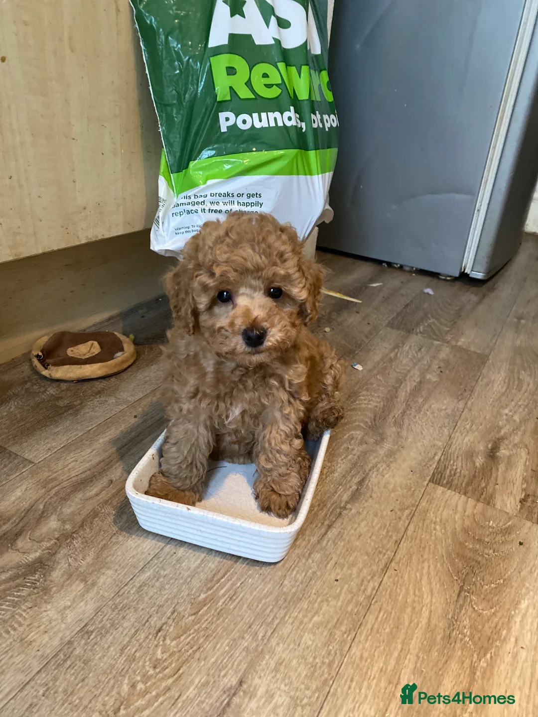Toy Poodle dogs for sale: Pure Bred Toy Poodles KC Registered  - Advert 2