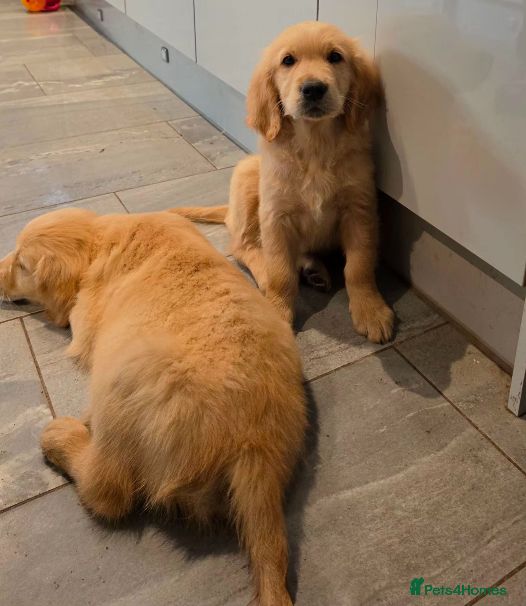 Golden Retriever dogs Pedigree Golden retriever championbloodline pups - Advert 2