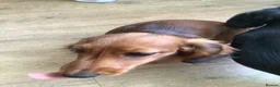 Miniature Dachshund dogs for sale: Kc reg long hair mini dachshunds dna parents  - Advert 5