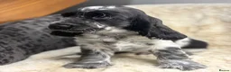 Cocker Spaniel dogs for sale: Extensively health tested show cocker spaniel pups - Advert 14