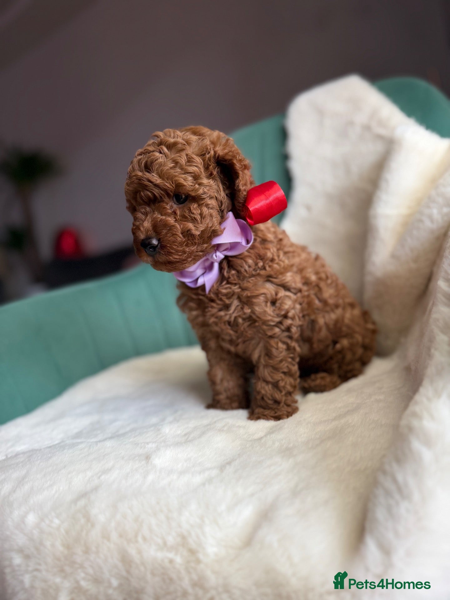 Toy Poodle dogs for sale: Red Toy poodle 🐩❤️ - Advert 2