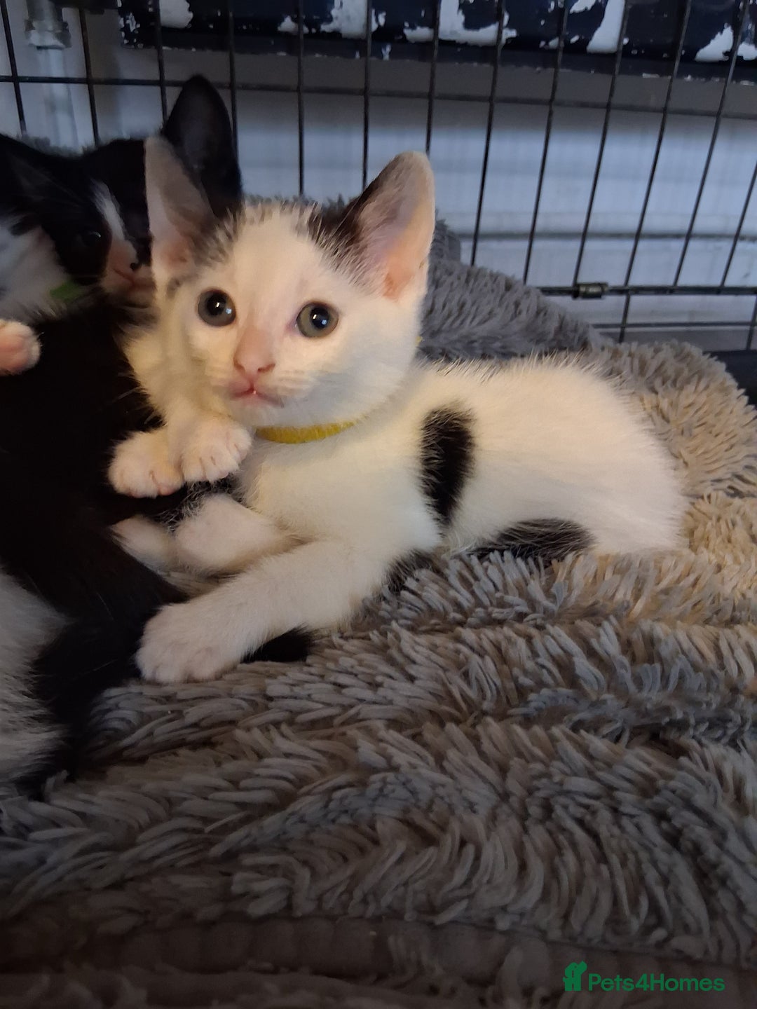 Mixed Breed cats for sale: 3 Beautiful Kittens  - Advert 3