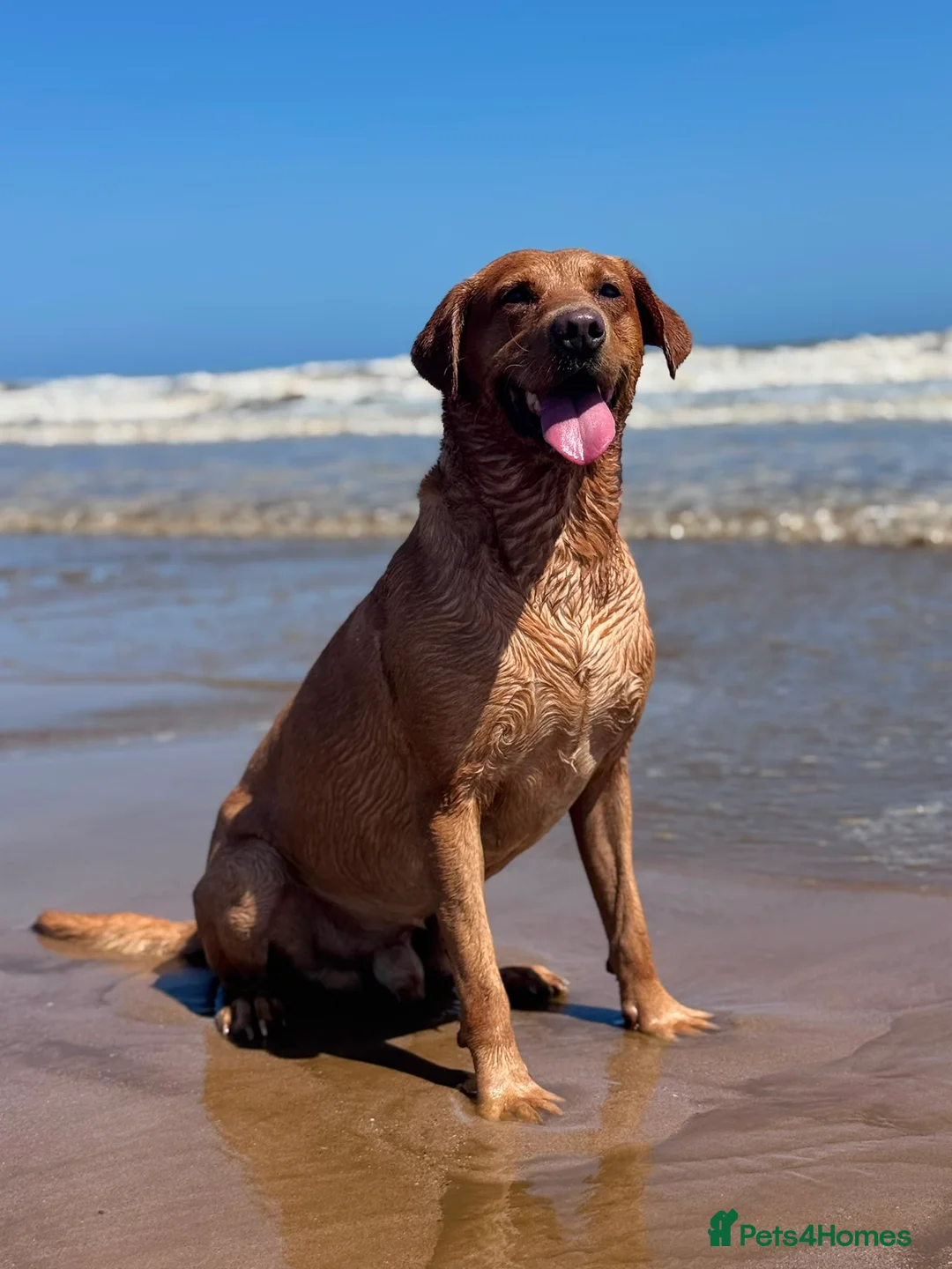 Labrador Retriever dogs for stud: Exceptional 5-year-old Fox Red Labrador Retriever  in Lincoln - Advert 2
