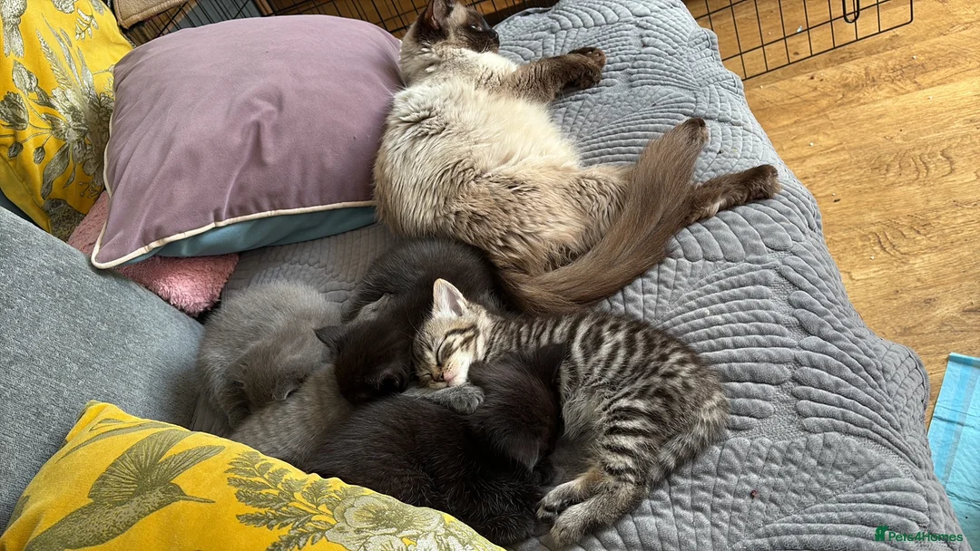 Mixed Breed cats for sale: One grey kitten left  - Advert 1