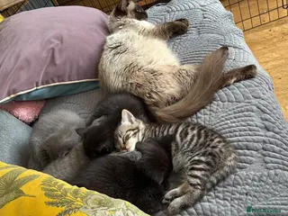 Mixed Breed cats 5 ragdoll cross kittens 2 left to be reserved - Advert 4