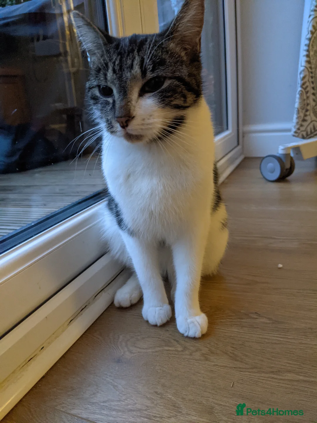 Mixed Breed cats for sale: Beautiful calm girl  - Advert 8