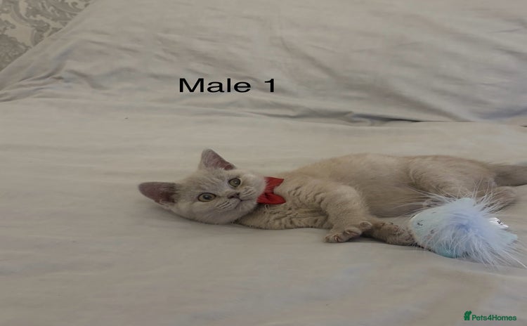 British Shorthair cats - Advert 2