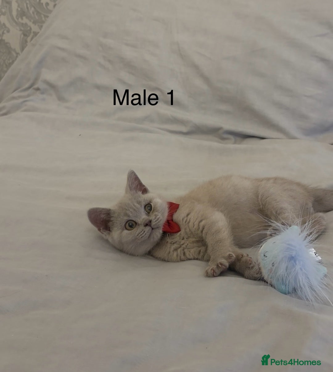 British Shorthair cats for sale: CHUNKY LILAC MALE BSH KITTEN  - Image 1