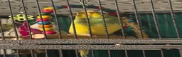 Budgerigars birds for sale: • Bonded pair — male & female young runcorn   ✅ - Advert 11