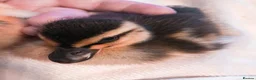 Ducks poultry for sale: 5 mixed colour call ducklings, born 12 & 13 May in Marlborough - Advert 3