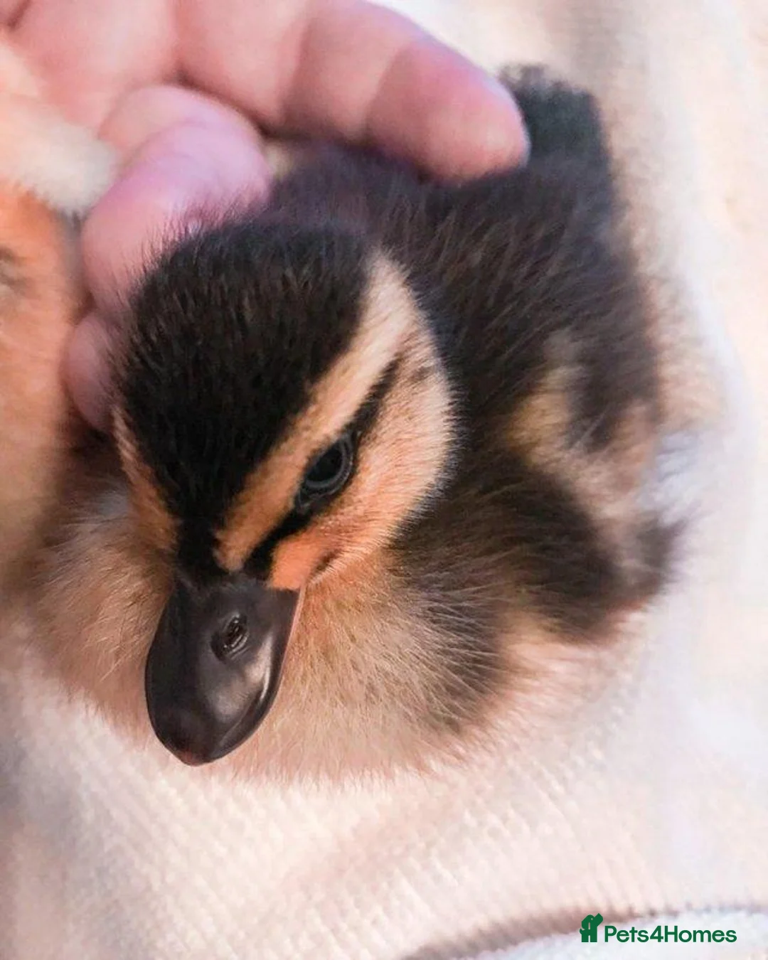 Ducks poultry for sale: 5 mixed colour call ducklings, born 12 & 13 May in Marlborough - Advert 3