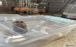 Mouse rodents for sale: Four female mice along with their cage etc. - Image 12