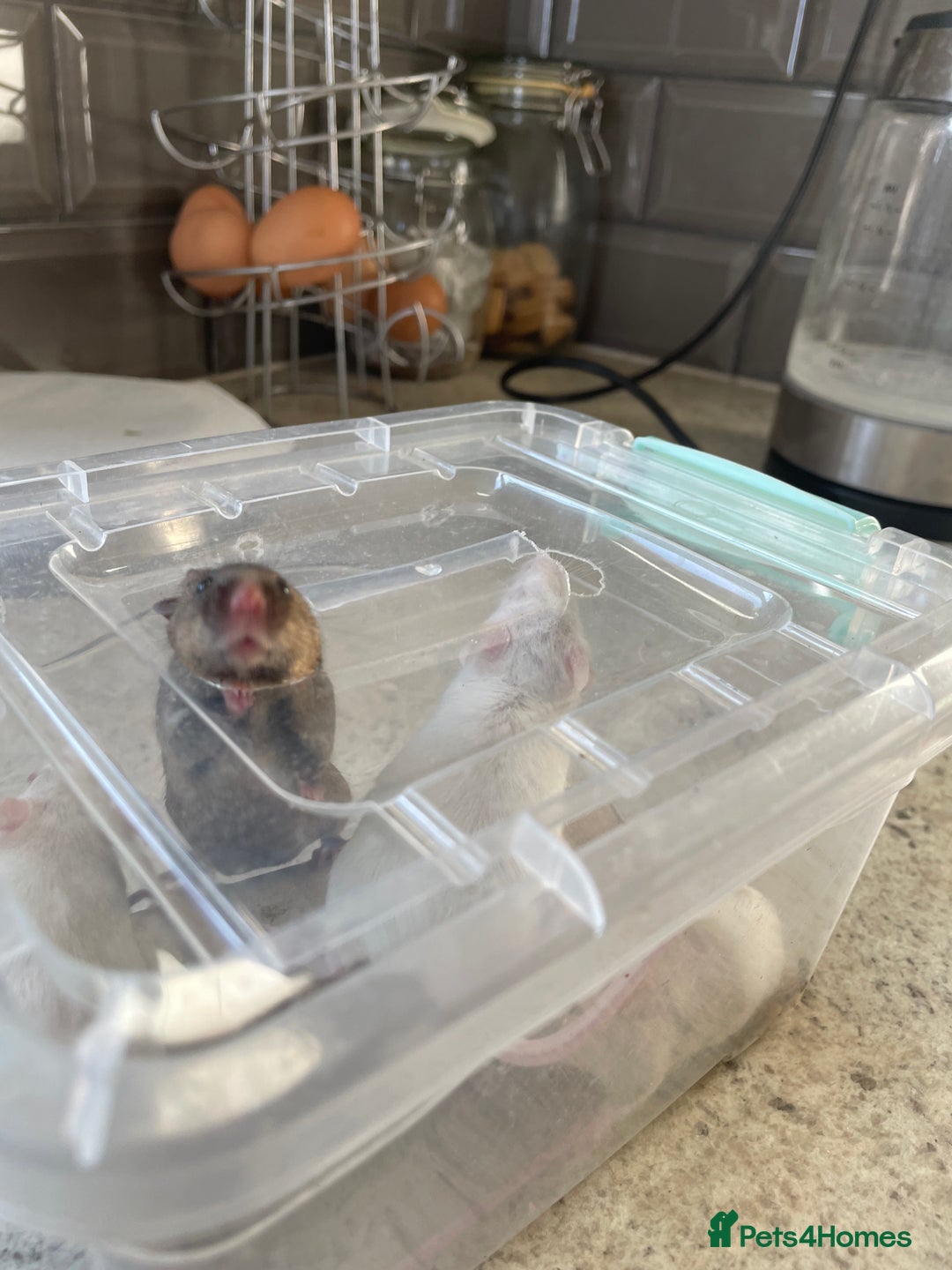 Mouse rodents for sale: Four female mice along with their cage etc. - Image 12