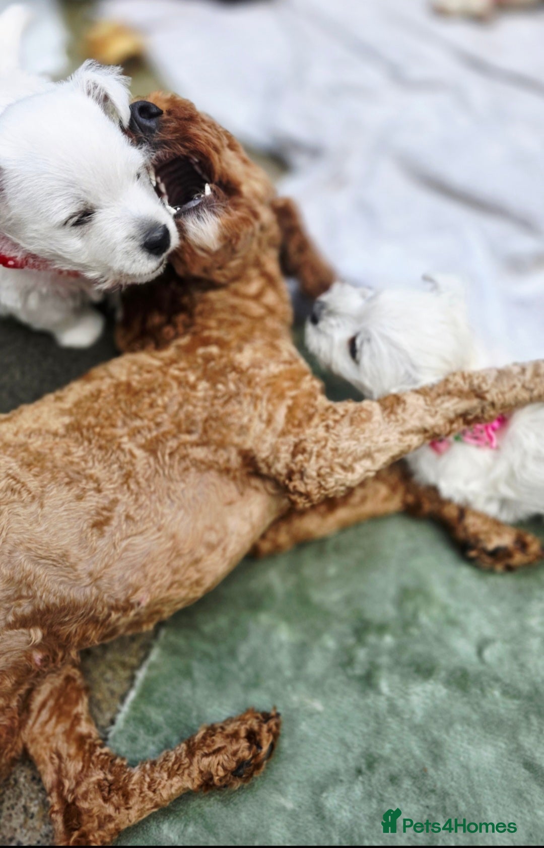West Highland Terrier dogs for sale: Beautiful Westhighland Terrier Puppies  - Image 27