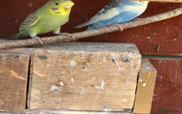 Budgerigars birds for sale: Budgies for sale - Image 5