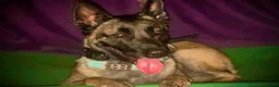 Belgian Shepherd Dog dogs for sale: Delta the dutchie  - Advert 4