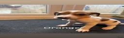 Saluki dogs for sale: Saluki greyhound puppies- Boys in Dover - Advert 3