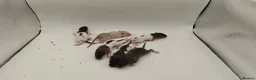 Rat rodents for sale: 🐀September Rats Are Here!🐀 - Advert 3