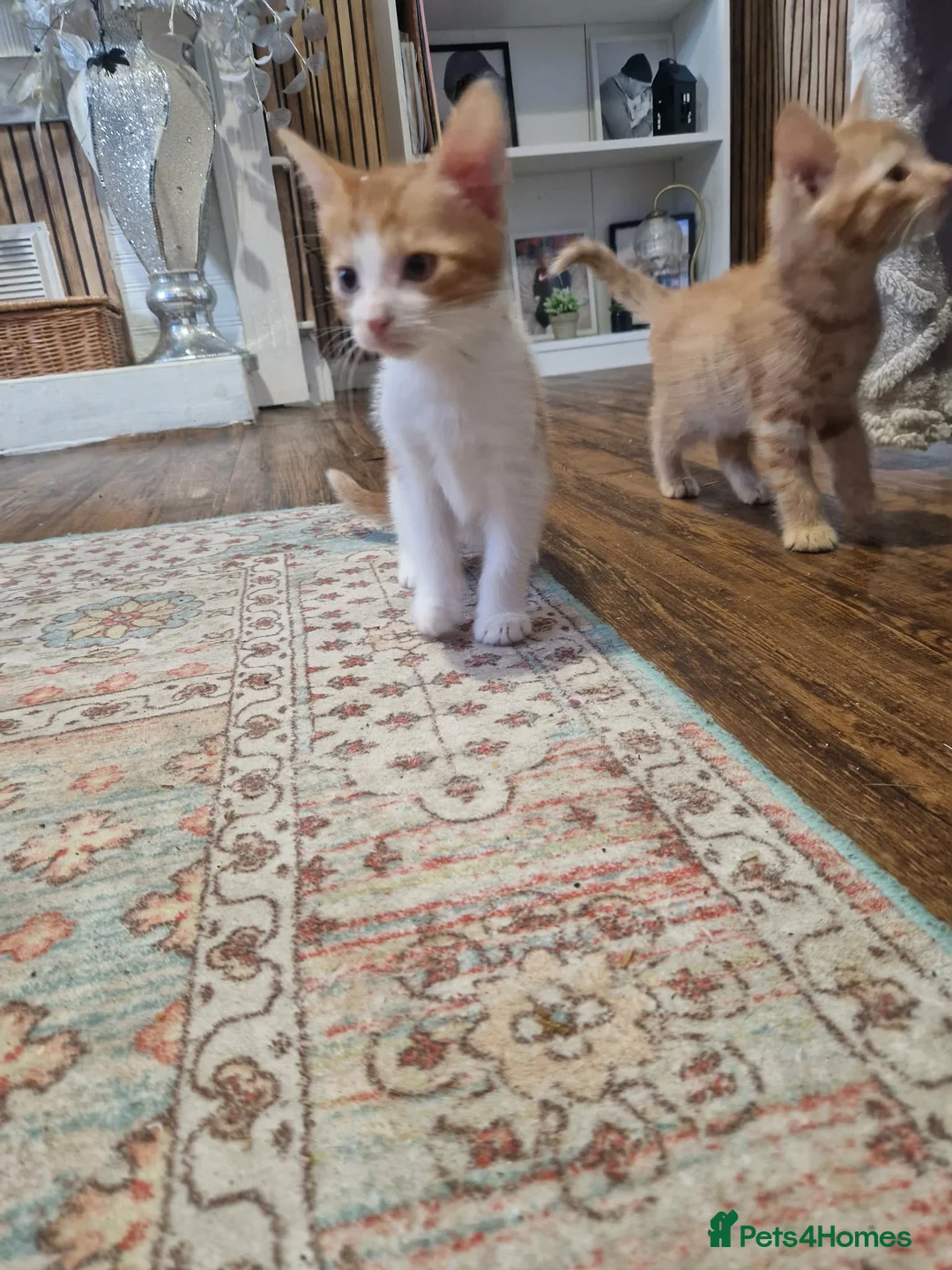 Domestic Shorthair cats for sale: Kittens for sale  - Advert 20