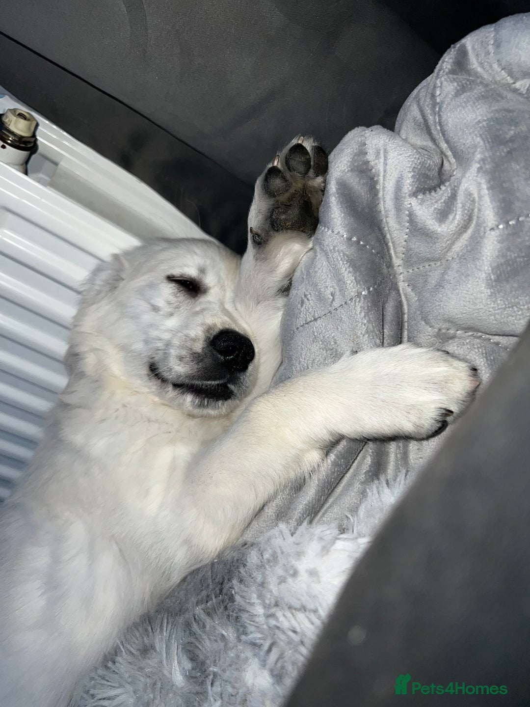 Golden Retriever dogs for sale: Female golden for sale  - Image 4