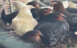 Chickens poultry for sale: Pol hybrid dark, blue and olive egg layers  - Image 16