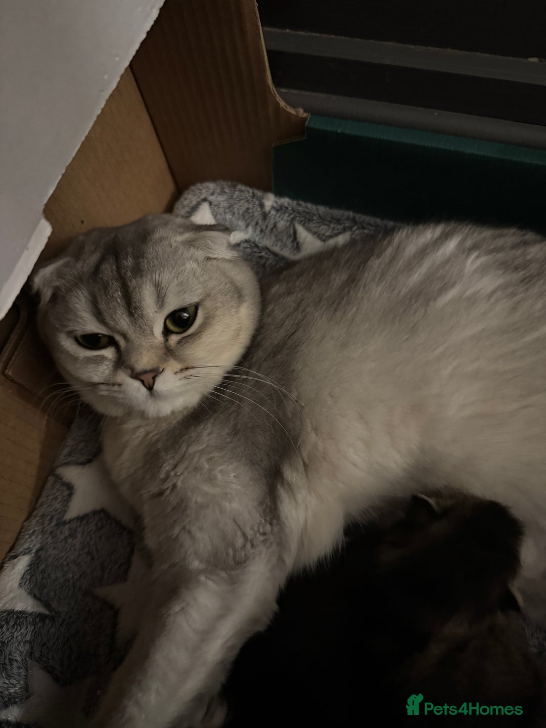 Scottish Fold cats for sale: 2 Stunning Scottish Fold Litters Available - Advert 16