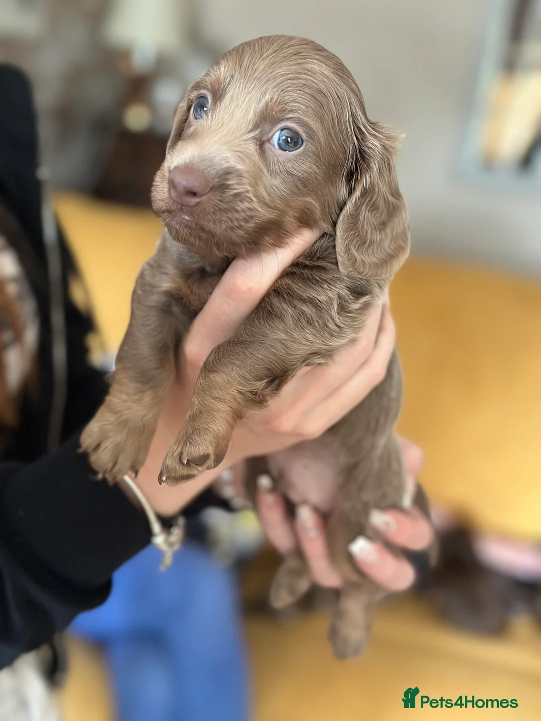 Miniature Dachshund dogs for stud: **RogueRoyales Luxe** PRA Clear Long Hair in Wolverhampton - Advert 14