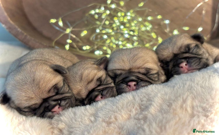 Pug dogs - Advert 1