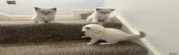 Ragdoll cats for sale: REDUCED!! FLUFFY LITTER OF 3 RAGDOLL KITTENS - Advert 12