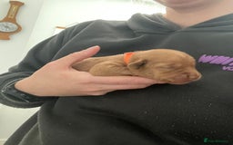 Labrador Retriever dogs for sale: KC Registered Fox red Labradors - Image 11