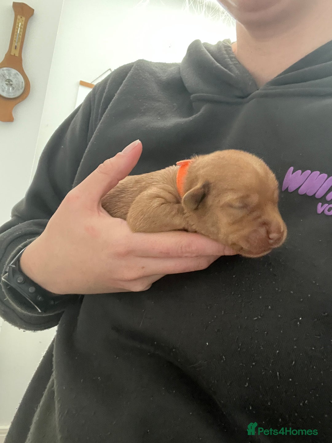 Labrador Retriever dogs for sale: KC Registered Fox red Labradors - Image 11