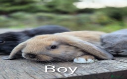 Mini Lop rabbits for sale: Three gorgeous mini lop bunnies for sale sale - Image 5