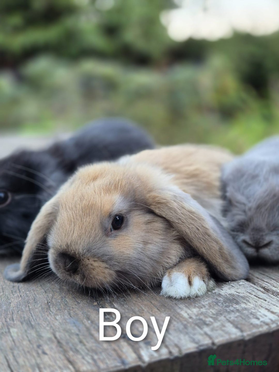 Mini Lop rabbits for sale: Three gorgeous mini lop bunnies for sale sale - Image 5