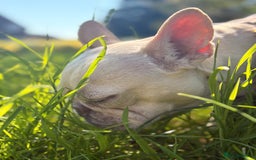 French Bulldog dogs for sale: 3 year old French bulldog - Image 2