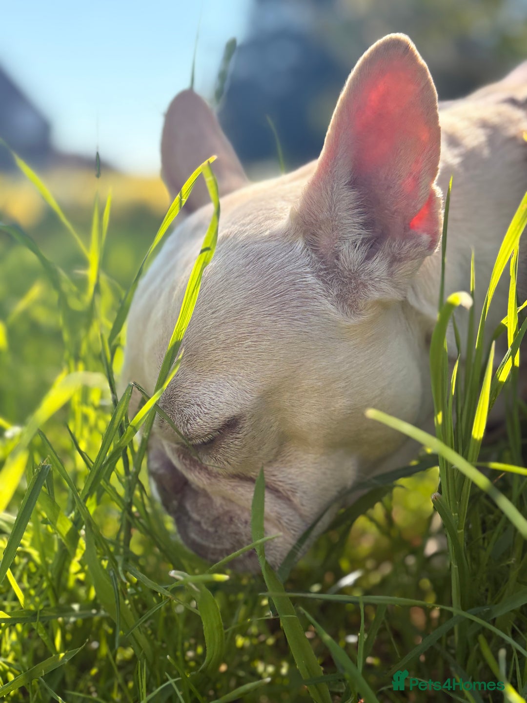 French Bulldog dogs for sale: 3 year old French bulldog - Image 2
