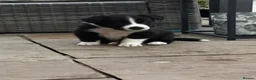 Border Collie dogs for sale: Beautiful Border Collie Puppies Available For Sale in Reading - Advert 9