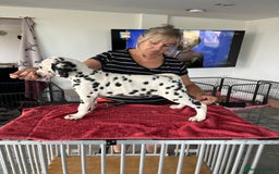 Dalmatian dogs for sale: Stunning boy available from champion parents  - Image 2