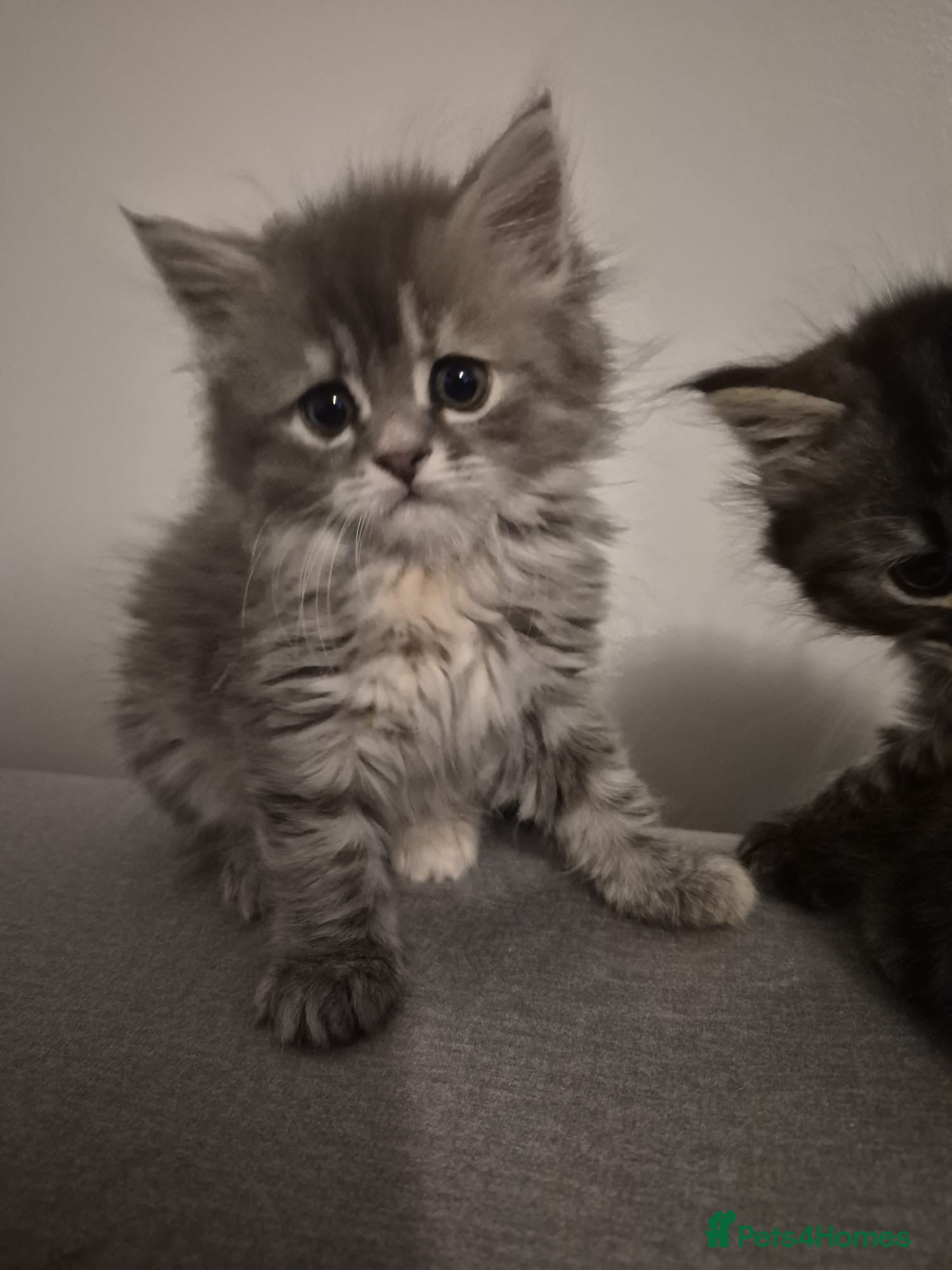 Siberian cats 4 beautiful  Siberian kittens (female) - Advert 3