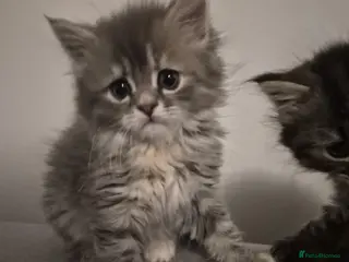 Siberian cats 4 beautiful Siberian kittens (female) - Advert 3