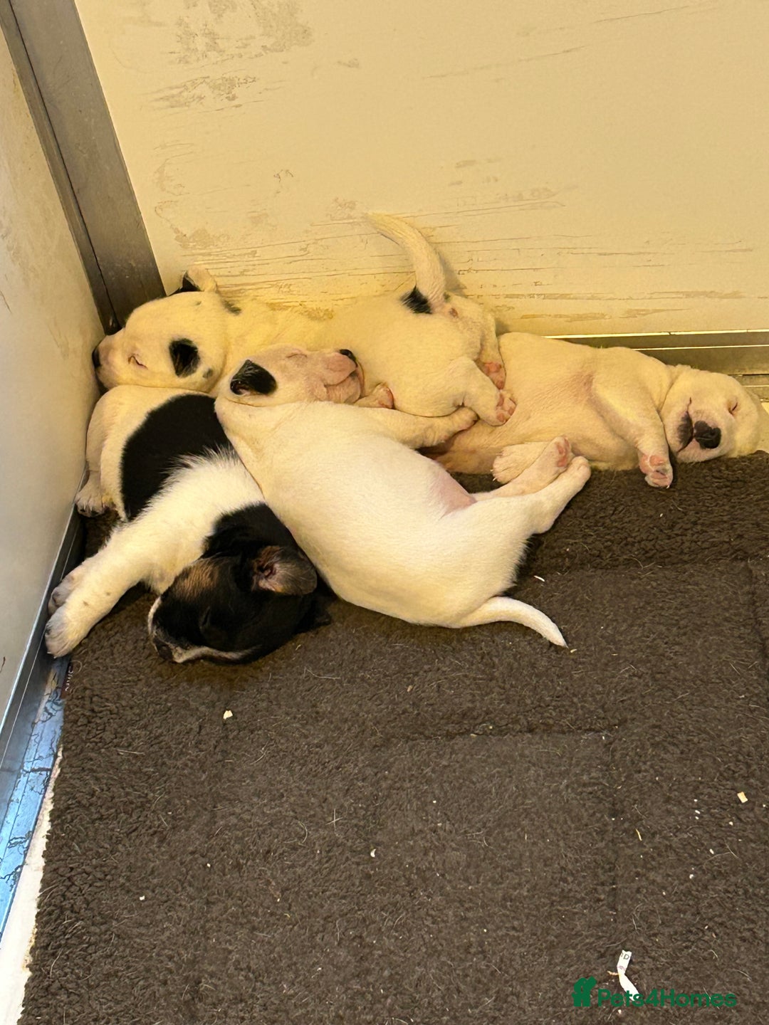 Jack Russell dogs for sale: 3 Lovely jack Russel girls - Image 5