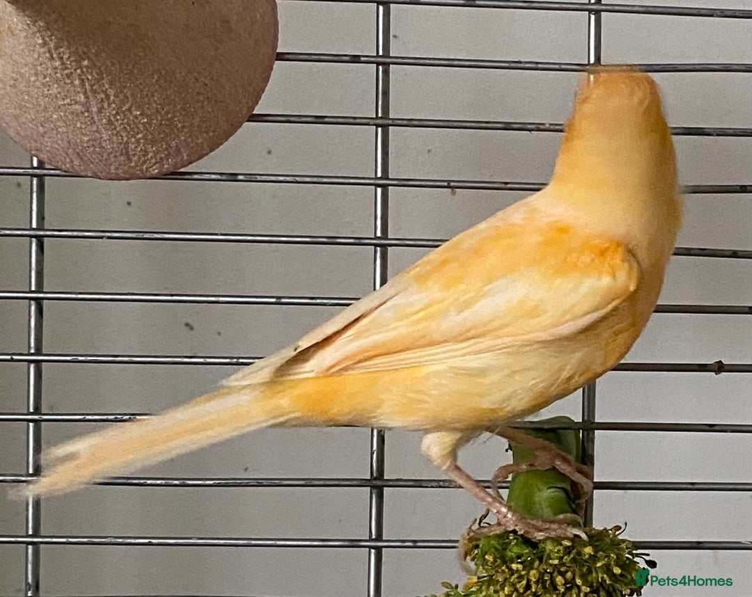 Canaries birds for sale: Female  - Advert 4