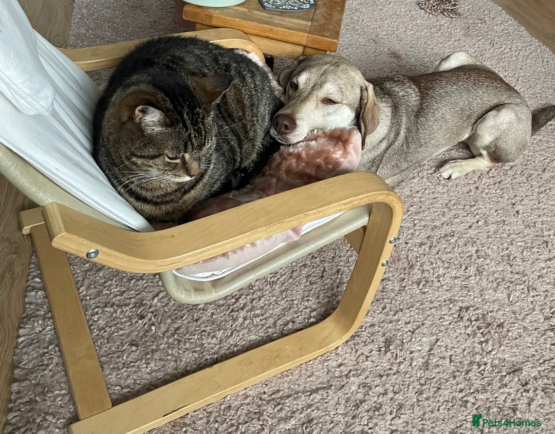 Mixed Breed dogs for sale: Vizla / husky seeking new home - Image 4