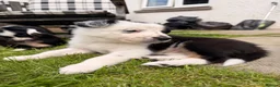 Border Collie dogs for sale: Gorgeous Border Collie puppies  - Advert 28