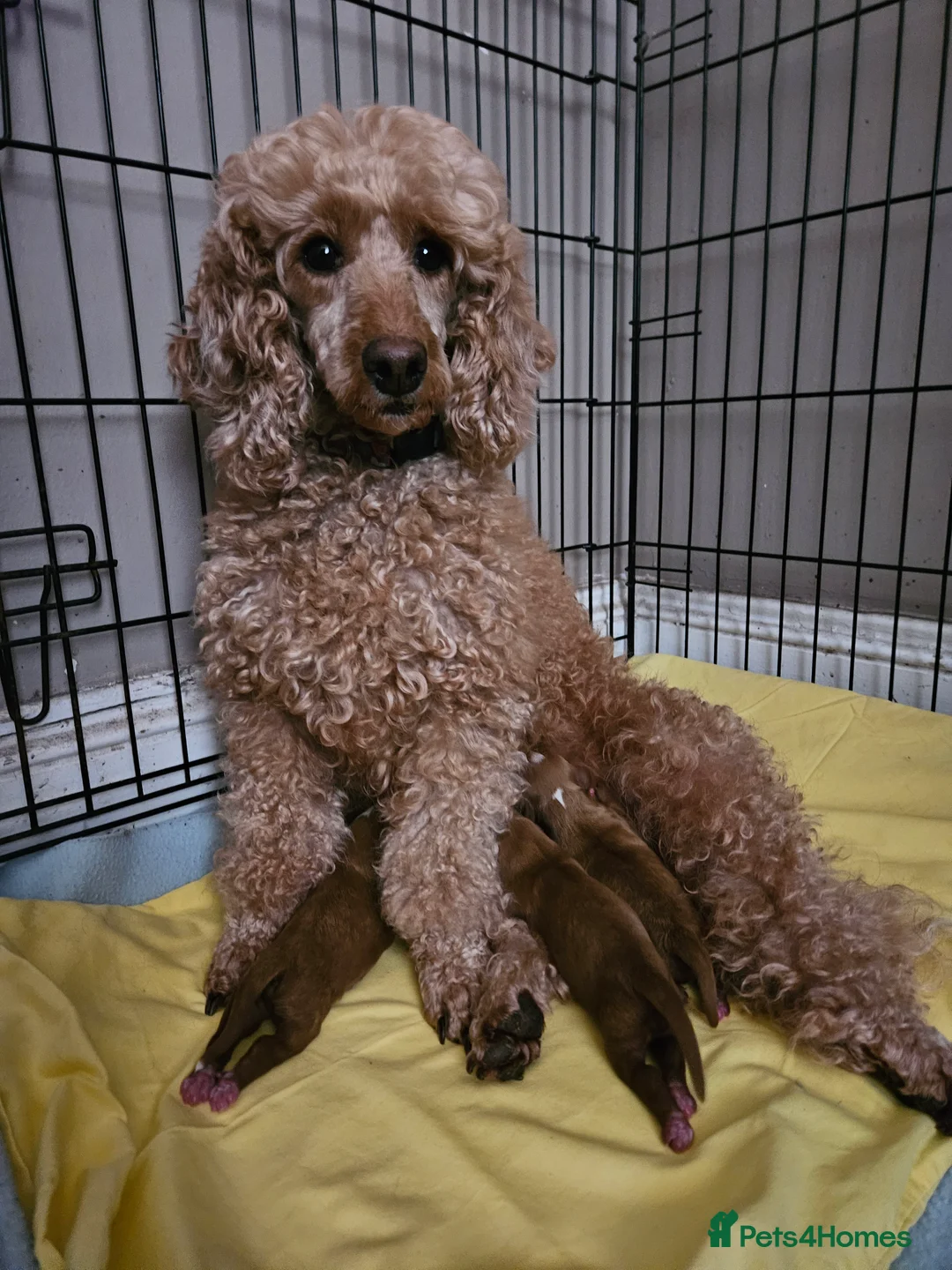 Cavapoo dogs for sale: Gorgeous red F1 Cavapoos for Sale - Advert 4