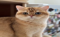 British Shorthair cats for sale: GCCF reg BSH Chocolate and Black Golden Kittens in London - Image 12