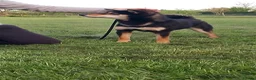 Japanese Shiba Inu dogs for sale: Two Male Japanese Shiba Inu-black & tan/also a red - Advert 4